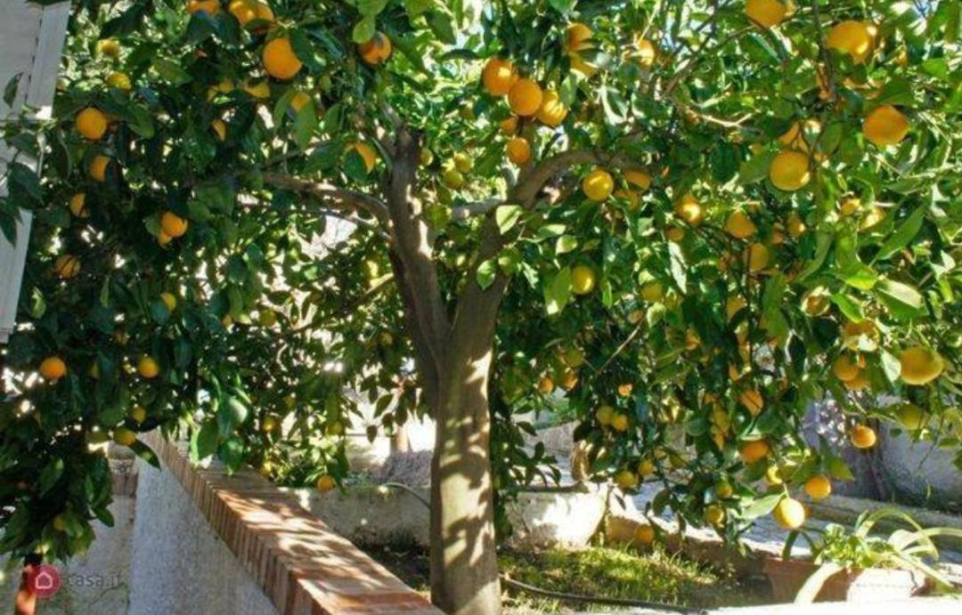 B&B Terramare Montiano  Exterior foto